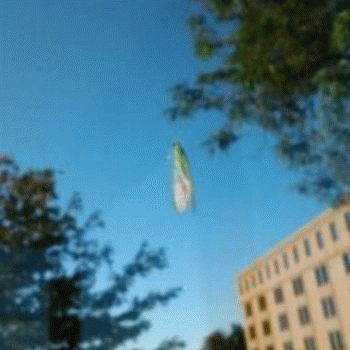 Sloth (USA-2) : Green Bug Bus-Stop Buddy!